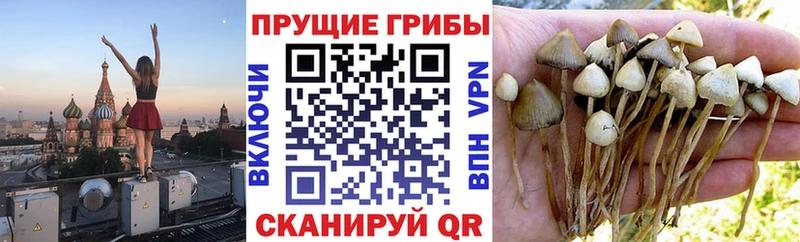 Псилоцибиновые грибы Psilocybe  купить  цена  площадка телеграм  Сольцы 
